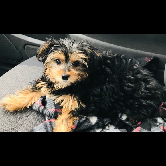 Meet your Posher, Gina - Picture 4 of 4